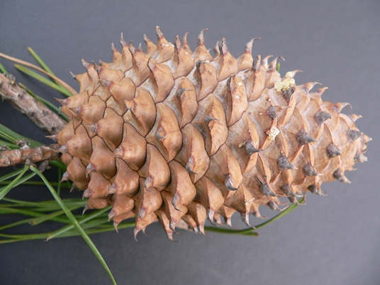 {Pinus pungens}